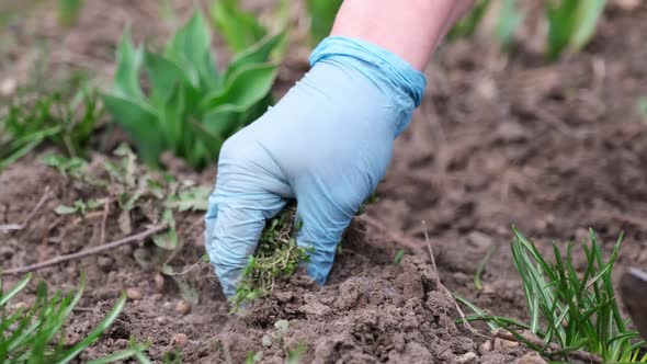 Close Up View of Plucking the Weeds By Hoe