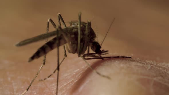 Female Mosquito with Its Abdomen Full of Red Blood is Sucking Out of a Man's Hand