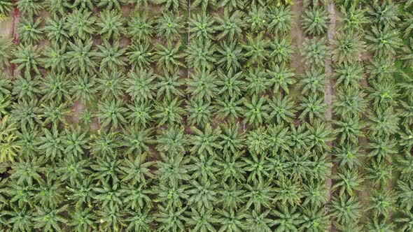 Aerial View of The Palm Oil Estates