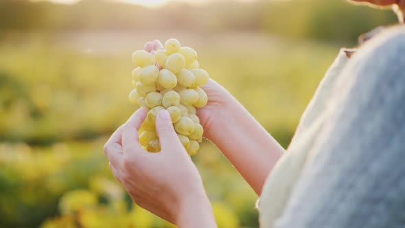 Winemaker Holding a Bunch of Grapes on the Background of the Vineyard