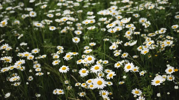 Big White Daisies on a Field in Summer Swaying