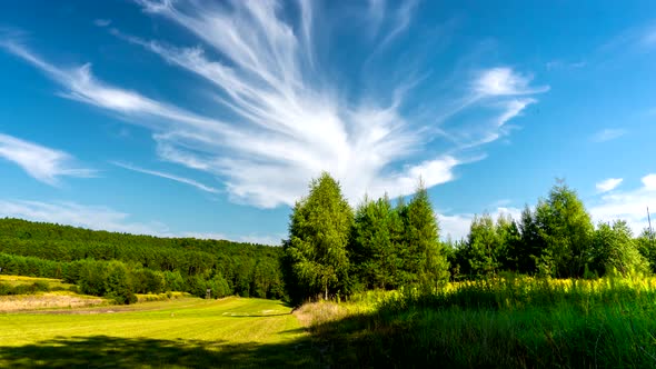 Forest meadow.