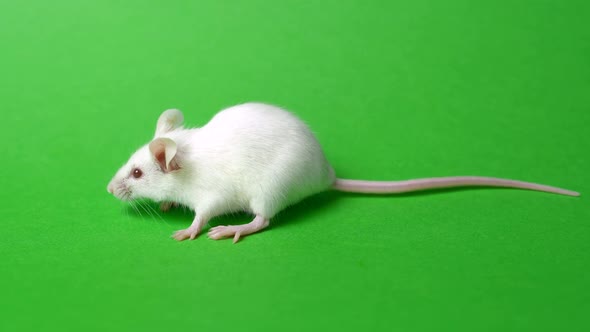 White Home Mouse on a Green Background