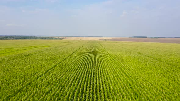 Cornfield on a Summer Day