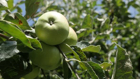 Malus domestica green apple fruit green organic food  4K 2160p 30fps UltraHD footage - Rose family d