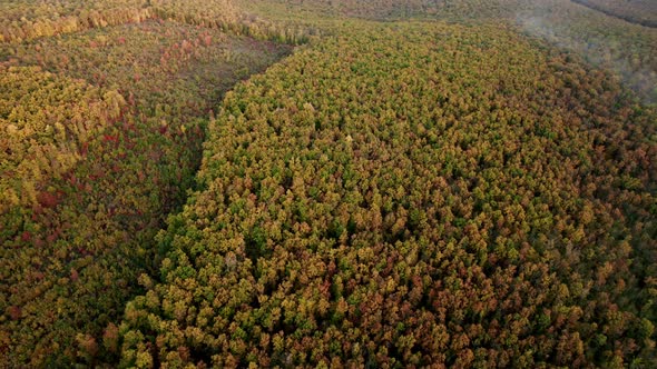 Aerial Drone View of Forest Destroyed in Europe Forest at Sunset During Autumn