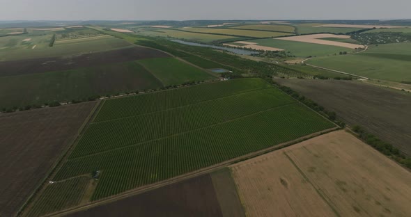 sideways aerial shot of vineyrad with wheat fields and a lake on background