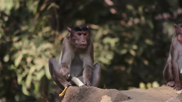 A young Indian monkey eating banana in forest in India, bonnet macaque eating banana in forest in In