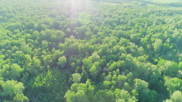 Aerial Video of a Summer Forest at Sunset