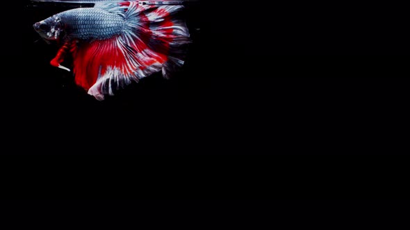 Siamese fighting fish (Betta splendens) alt