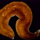 Platyhelminthes Flatworm Under a Microscope, a Type of Protostomia, Found in the Atlantic Ocean - VideoHive Item for Sale