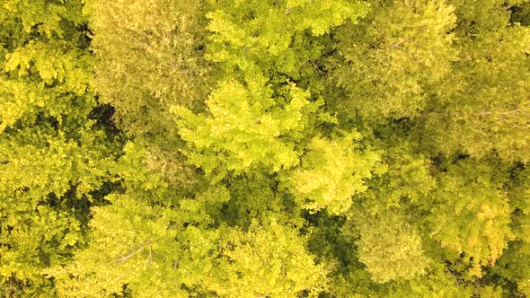 Aerial view of green forest with canopies of summer trees swaying in wind.