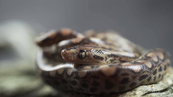 Close Up of the Highly Toxic Australian King Brown Snake