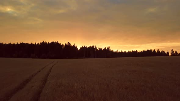 yellow sunset in summer countryside landscape