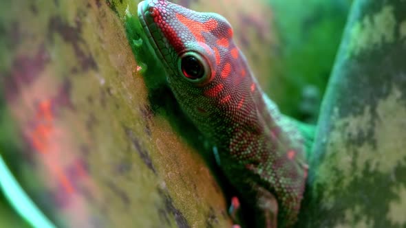 Crimson Giant Day Gecko licking leaf and hiding