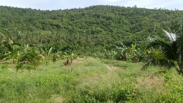 Bright Greenery Banana Plantation and Coconut Palm Tree in Sunny Day in Thailand. Typical Landscape