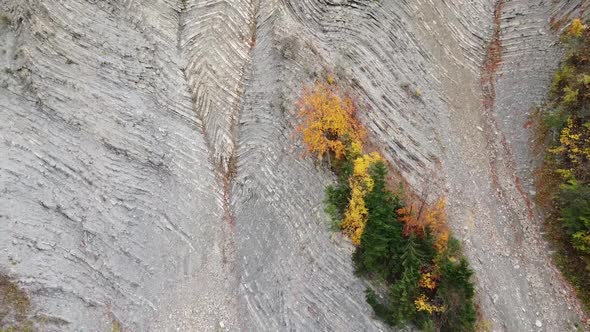 Yellow trees growing high on a rock in the mountains