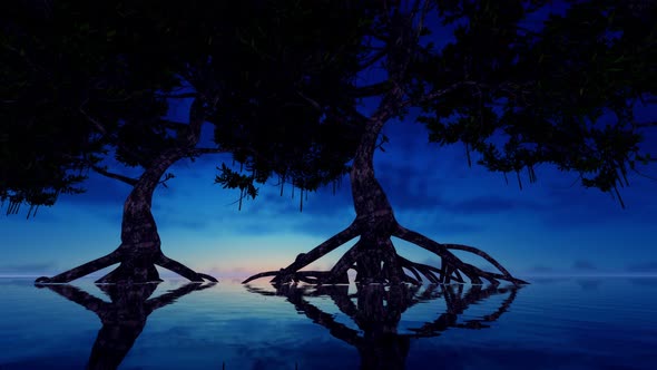 Mangrove Tree And Morning Sunrise