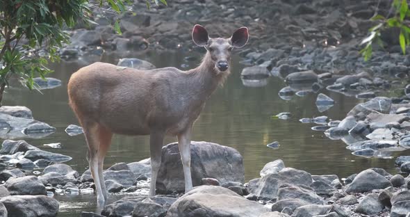 Beautiful Female Sambar (Rusa Unicolor) Deer Standing Near River in the Ranthambore National Park