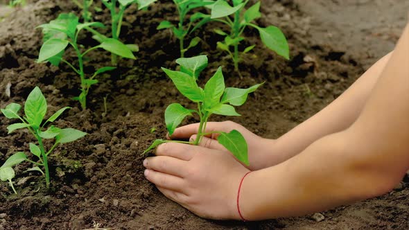 The Child is Planting a Plant in the Garden