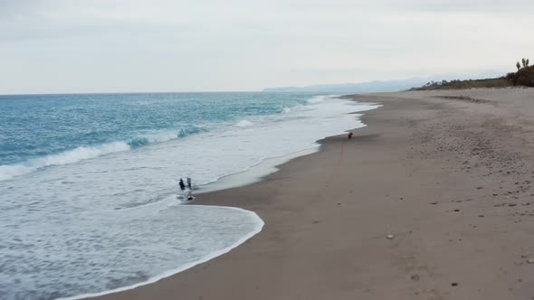 Little dog runs on the beach