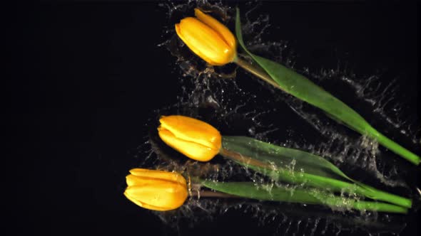 Super Slow Motion Fresh Flower Tulips Fall Into the Water with Splashes