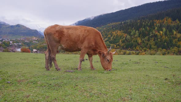 Wild cow against beautiful landscape