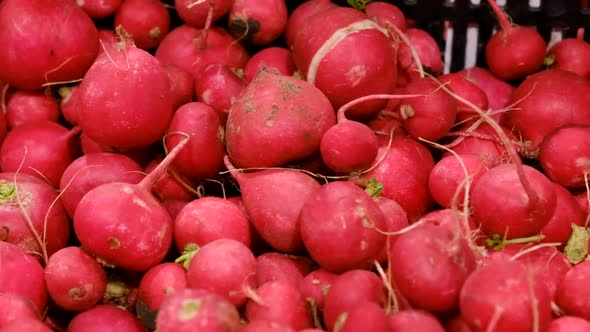 Harvest of Red Radishes on the Stall of the Vegetable Market