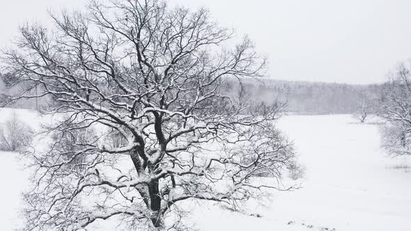 Aerial Drone Flies Around Lonely Oak Tree in Winter During Snowfall Snowy White Field