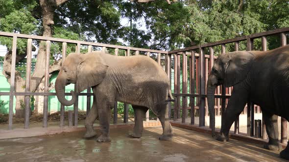 Pair Of Asian Elephants Walking Around In Enclosure. Tracking Shot