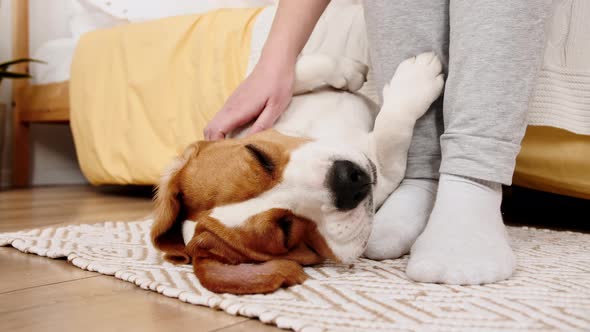 The Female Owner of the Beagle Dog Lying on the Back and Stroking Her Pet