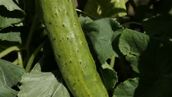 Tilting on fresh gourd family Cucurbitacea on vines 4K 2160p 30fps UltraHD footage - Creeping plant 