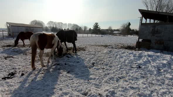 Paint Quarter Horse, Quarter Horse And Thoroughbred Off The Track Eating Hay In A Snowy Ranch On Win