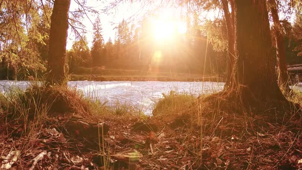 Meadow at Mountain River Bank. Landscape with Green Grass, Pine Trees and Sun Rays. Movement on