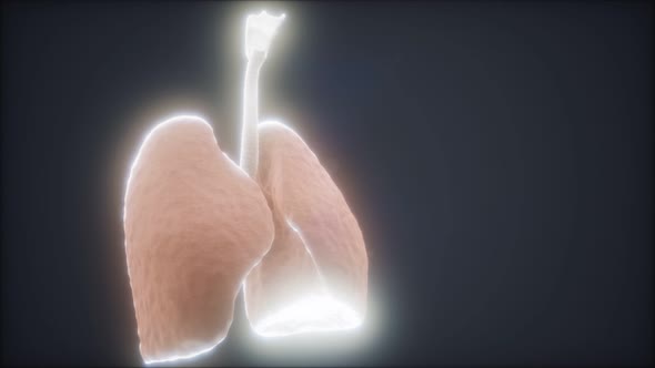 3d Animation of Human Lungs alt