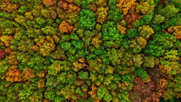 Wonderful forest in the fall. Aerial view of wildlife.