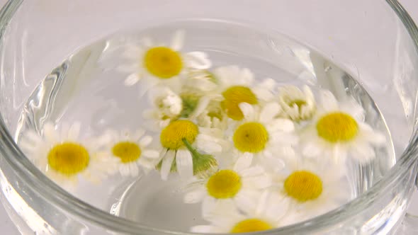 Brewing a herbal tea from chamomile in a transparent cup.