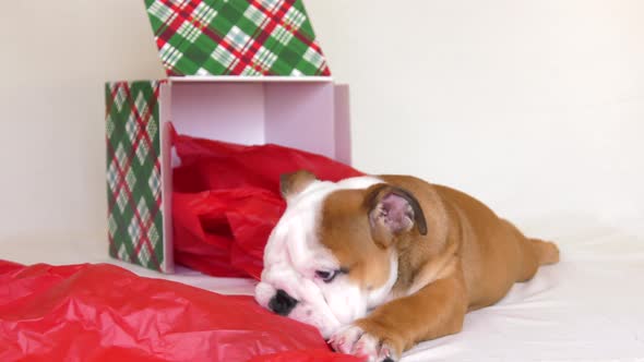 bulldog puppy flops down and destroys his gift box and paper 4k