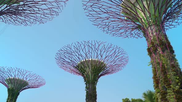 Supertree Grove In The Gardens By The Bay Singapore