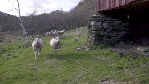 White sheep walking and turning around in field close to a shed_slomo