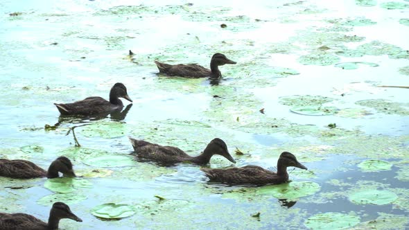 Ducks Swim In The Pond