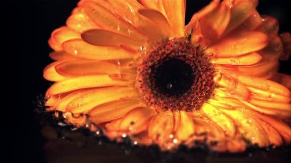 Super Slow Motion Yellow Gerbera Flower Will Fall with Water Droplets