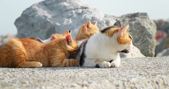 Street cat breastfeeding her babies little kittens.