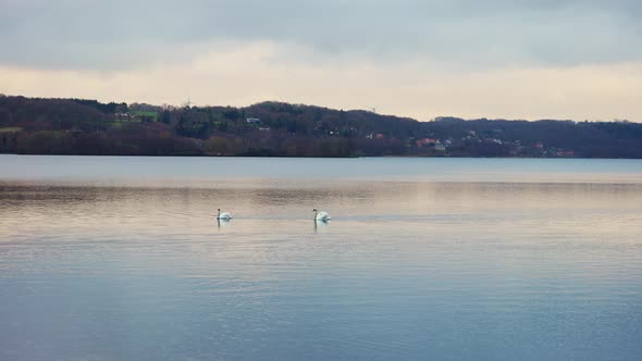 A Couple of White Swans Floating on the Lake in Himmelbjerget Area Denmark