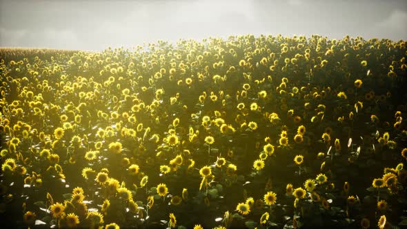 Beautiful Sunflowers and Clouds in a Texas Sunset alt