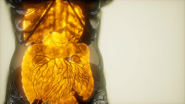 Contrast MRI of the Human Body Organs alt