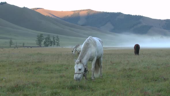 A Mongolian Horse Breakfast at Sunrise
