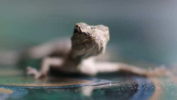 HD Video Chameleon mane (Bronchocela jubata) crawling on floor. A species of tree lizard from the Ag