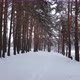 Beautiful snow covered pine trees of a forest during winter - VideoHive Item for Sale