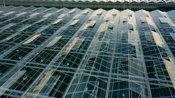 Aerial Top View of Venlo or Dutch Greenhouse Plant